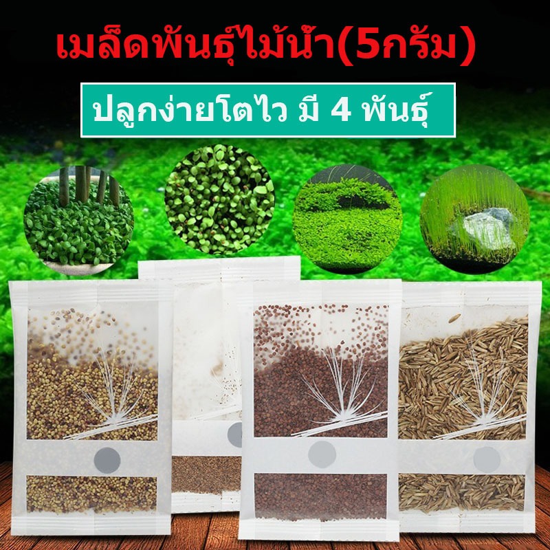 ถูกเมล็ดพันธ์ุไม้น้ำ ไม้น้ำ ต้นไม้ปลูกในน้ำ เมล็ดพันธ์ุไม้น้ำ ไม้น้ำ seed ตู้ปลา เมล็ด ซองละ5กรัม มี 4 พันธุ์

<p>“><center></p>
<h4></h4>
<p><p><font color=