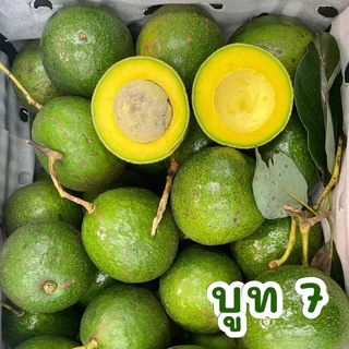 พร้อมส่ง‼️(1KG) อโวคาโด้ แก่จัด avocado🥑 แฮส hass TA21 034 แฮส บูท7 บัคคาเนีย