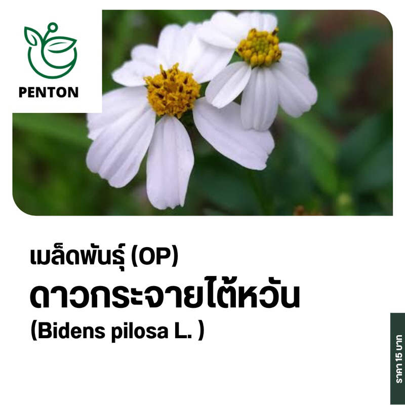 เมล็ดพันธุ์ปืนนกไส้ 3,000 เมล็ด📌อัตราการงอก100%