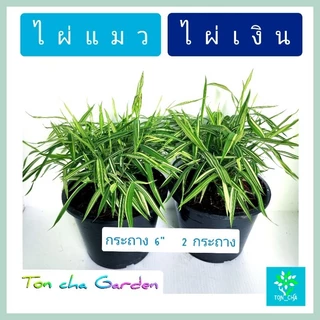 ต้นไผ่แมว ต้นไผ่เงิน สมุนไพรแมว ของโปรดน้องแมว