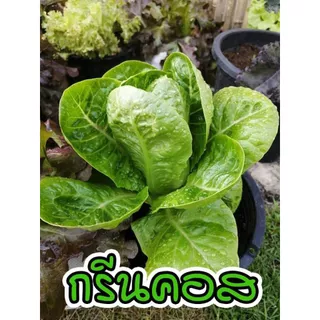 เมล็ดพันธุ์ ผักสลัด ชุดเมล็ดพันธุ์ผักสลัด 20-300 เมล็ด 10บาท 🌱มีคู่มือการปลูก🌱 ถูกที่สุด [10 แถม1 คละได้]