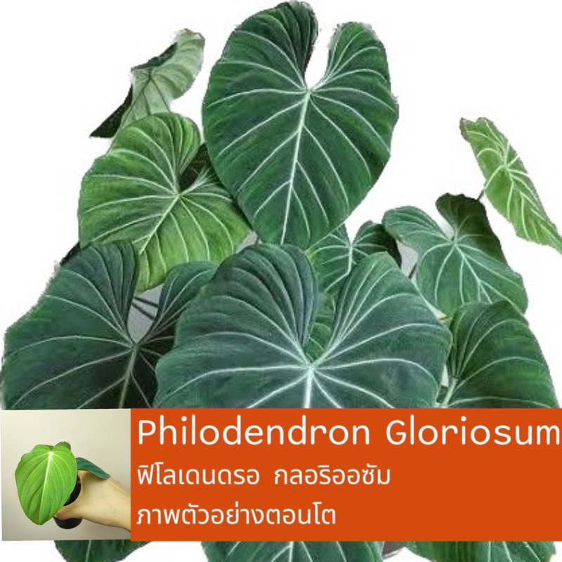 Philodendron gloriosum ฟิโลเดนดรอน กลอริออซั่ม ฟิโลเดนดรอน กลอริโอซัม กระถาง3นิ้ว เลือกต้นได้