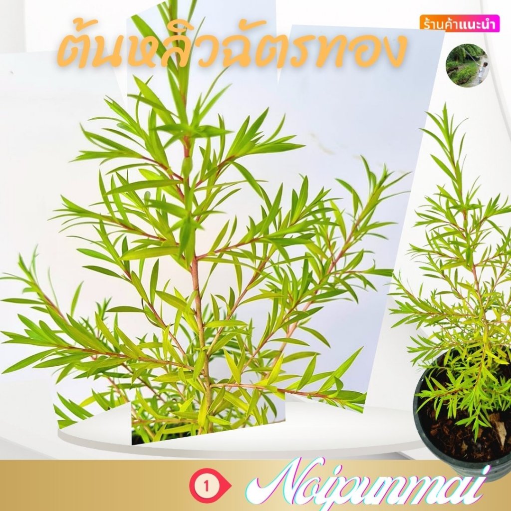 ต้นหลิวฉัตรทอง กระถาง 6 นิ้ว(ส่งพร้อมกระถาง)(ขั้นต่ำ 2 ต้น)
