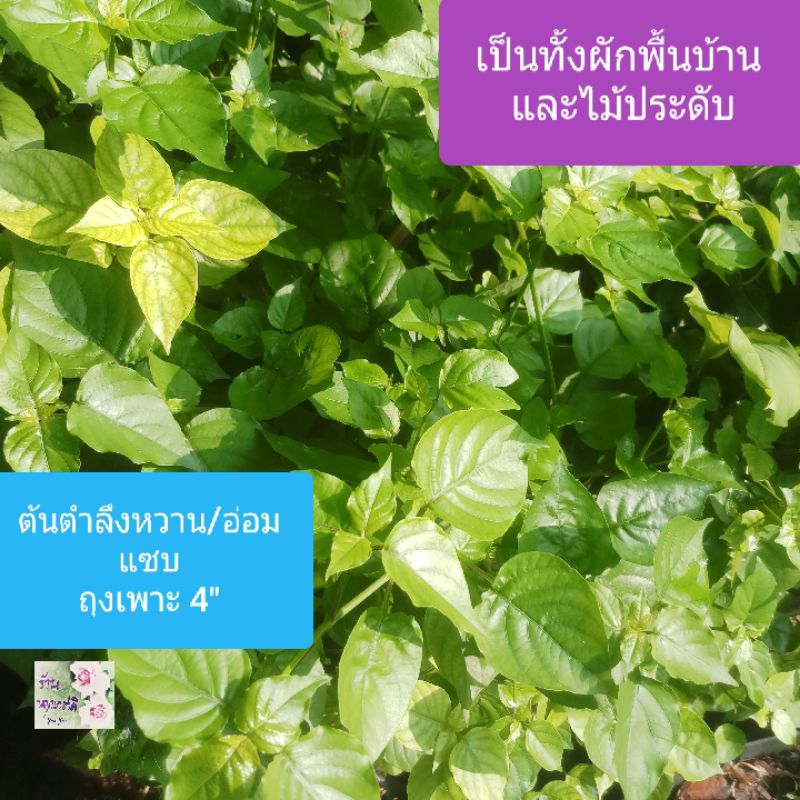 ต้นอ่อมแซบ ต้นตำลึงหวาน ต้นเบญจรงค์5สี ต้นบุษบาริมทาง Chinese Violet ถุงเพาะ 4" ผักพื้นบ้าน  ทานได้ 