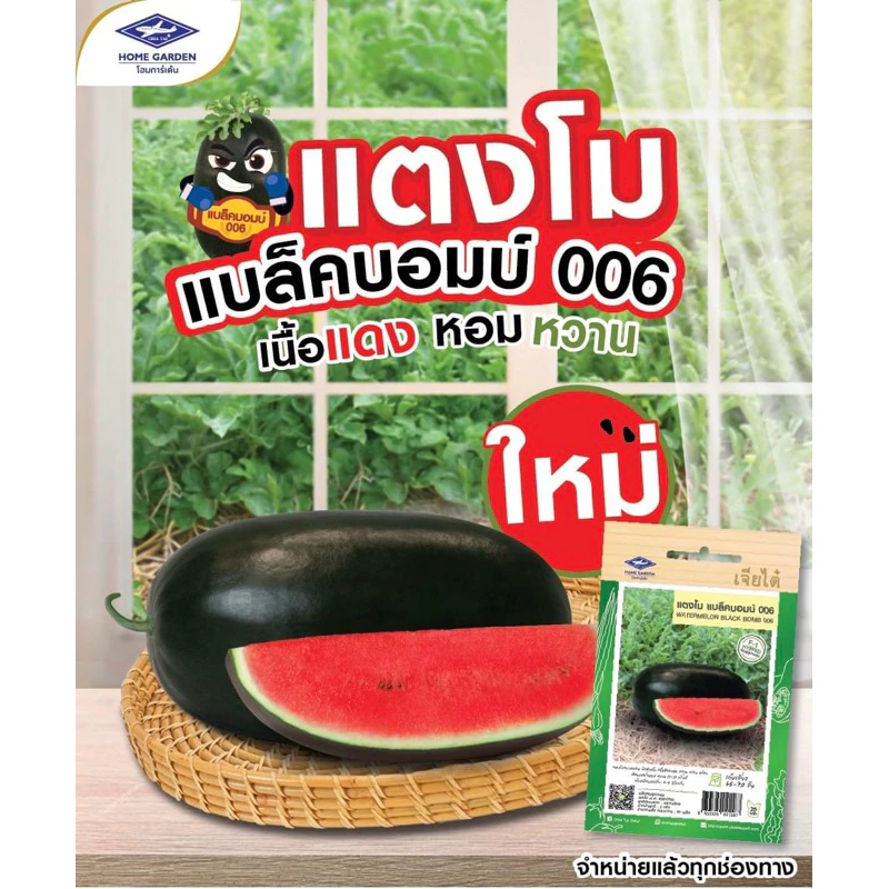แตงโม แบล็คบอมบ์ 006 เมล็ดพันธุ์แตงโม 50เมล็ด ทรงรี ยาว ทรงตอปิโด แตงโมเจียไต๋