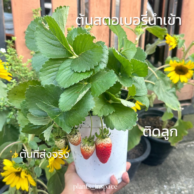 พร้อมส่ง ต้นสตอเบอรี่ติดลูก สายพันธุ์นำเข้าปลูในไทยได้(สั่งได้ไม่เกิน3ต้นต่อออเดอร์)