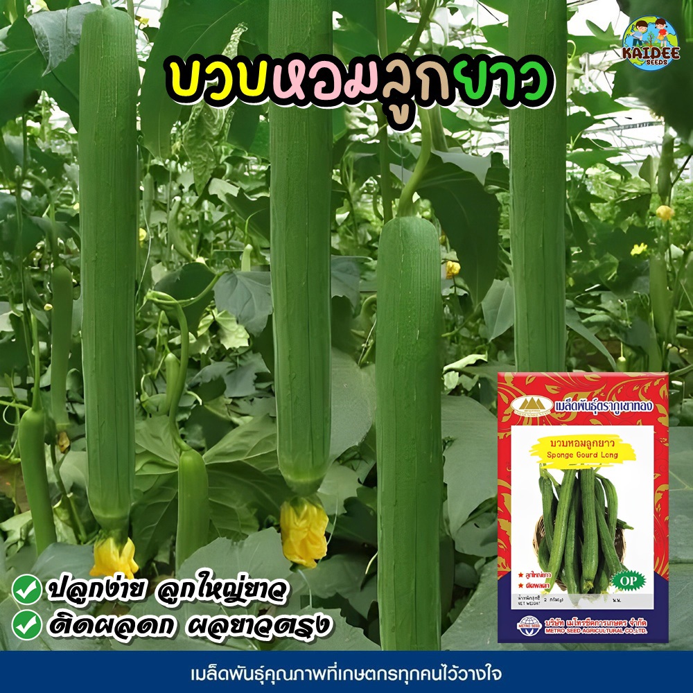 เมล็ดบวบหอมลูกยาว Sponge Gourd Long ตราภูเขาทอง เมล็ดพันธุ์บวบหอม เมล็ดบวบหอม เมล็ดพันธุ์ผัก