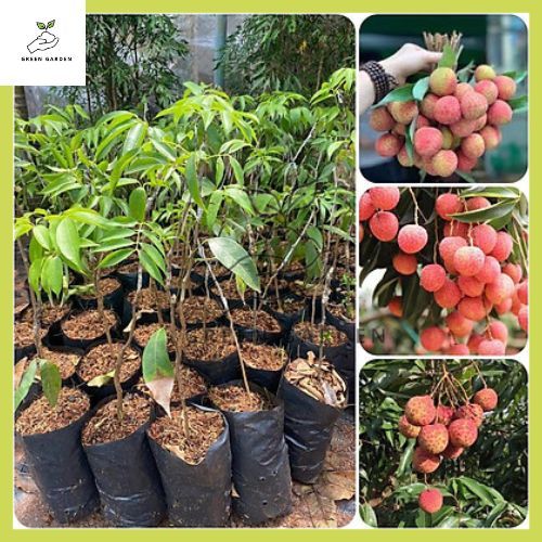ลิ้นจี่ไร้เมล็ด ต้นลิ้นจี่ไร้เมล็ด ต้นทาบสูง 60-80 ซม. ปลูกง่าย ให้ผลผลิตสูง ผลเนื้อแน่น