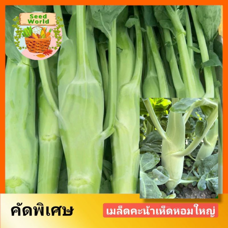 5แถม1 เมล็ดพันธุ์คะน้าเห็ดหอมใหญ่ 10กรัม เมล็ดพันธุ์คะน้าเห็ดหอมต้นอวบใหญ่ น้ำเข้าจากเมืองแต้จิ๋ว สายพันธุ์แท้ น้ำหนักดี