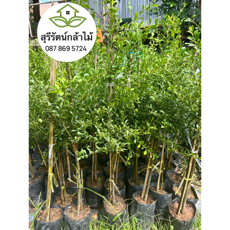 มะนาวคาร์เวียร์มะนาวนิ้วมือ มี10สี