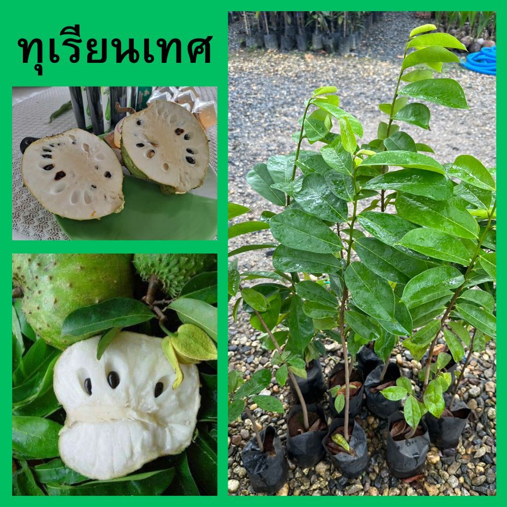 ต้นทุเรียนเทศ เพาะเมล็ด ผลภายในเป็นเนื้อสีขาว รสชาติหวานอมเปรี้ยว🌱ความสูง 45-50 ซม.🌿(1 ต้น)