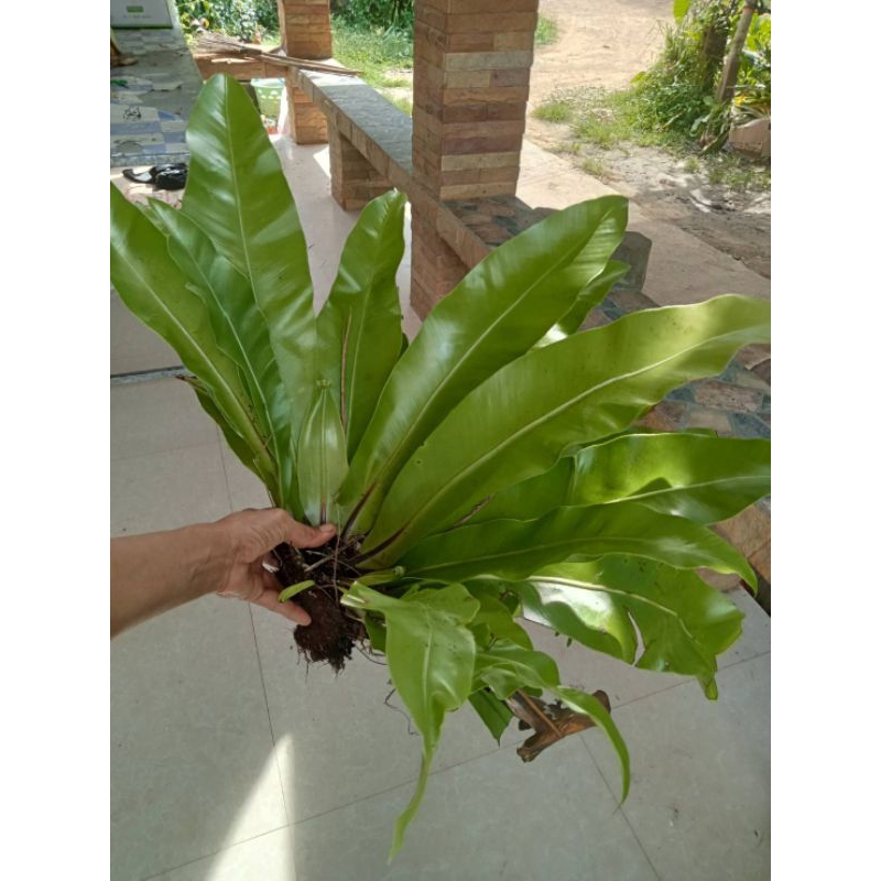 ต้นเฟิร์นข้าหลวงต้นไซส์กลางความยาวใบประมาณ30-40cm.++