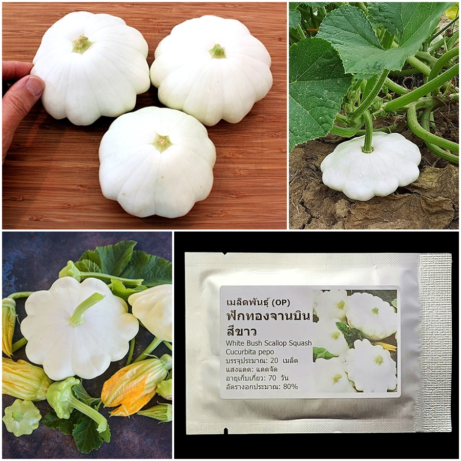 เมล็ดพันธุ์ ฟักทองจานบิน สีขาว White Bush Scallop Squash Seed 20 เมล็ด คุณภาพดี ของแท้ 100%