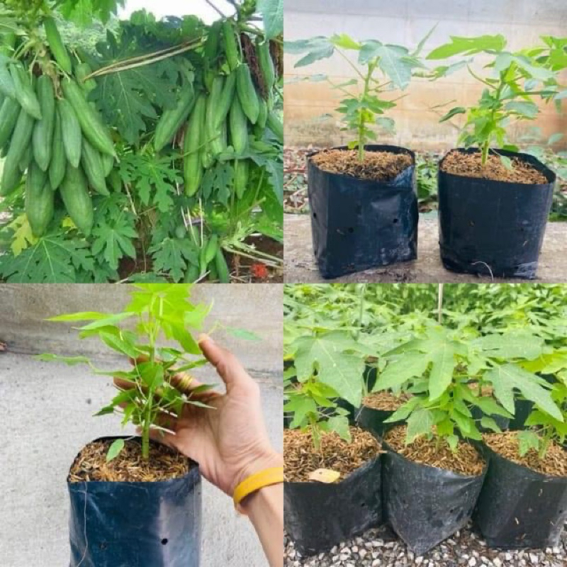 ต้นมะละกอเตี้ยแก้วกลางดง1ต้นเล็กเหมาะตำส้มมีจำกัดราคาถูกที่สุด🌺🌺🌺🌺