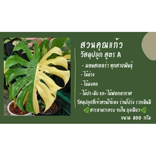 ดินปลูกต้นไม้ มอนสเตอร่า ไม้ด่างสวยงามทุกสายพันธุ์