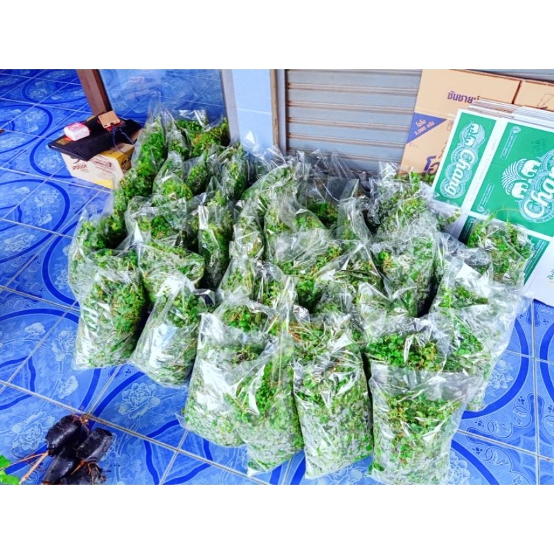 หญ้าใบต่างเหรียญ ชุดใหญ่เยอะมากมีแถมทุกออเดอร์ ( ชุด1 กก./5ถุง)