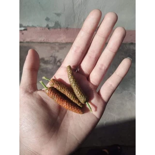 ต้นดีปลี สมุนไพรพื้นบ้านมีรสเผ็ดร้อน สูง 30-60 ซม.