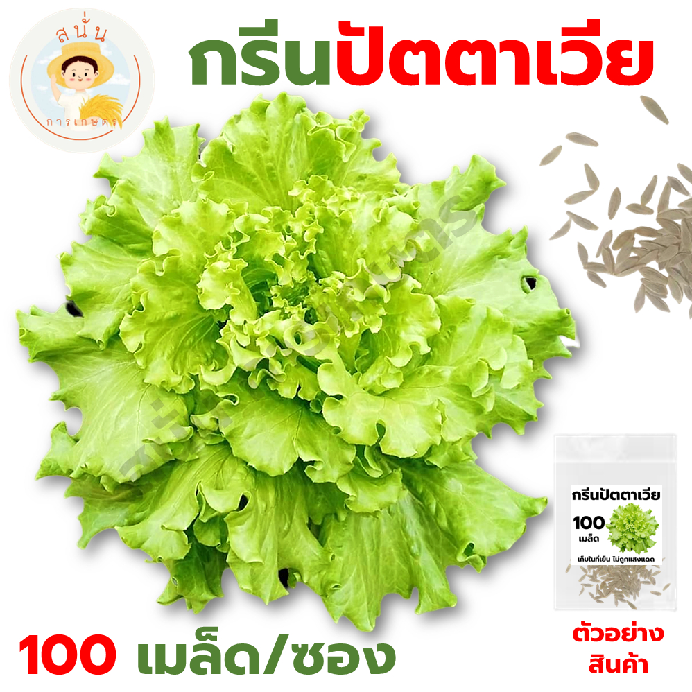 (ส่งด่วน) เมล็ดพันธุ์ กรีนปัตตาเวีย Green Batavia Lettuce Seed ปลูกผัก สลัด เมล็ดผัก เมล็ดพืช สวนครัว (1 ซอง 100 เมล็ด)