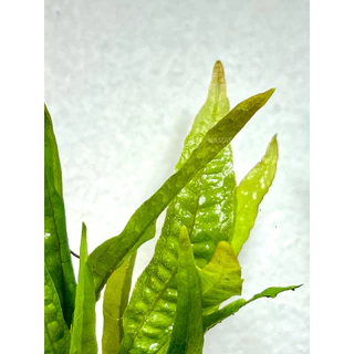 (ต้นไม้น้ำ) Java fern เฟิร์นรากดำ