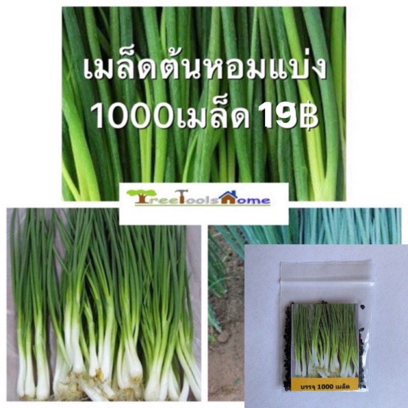 เมล็ดต้นหอม ต้นหอมแบ่ง บรรจุ1000เมล็ด 15฿