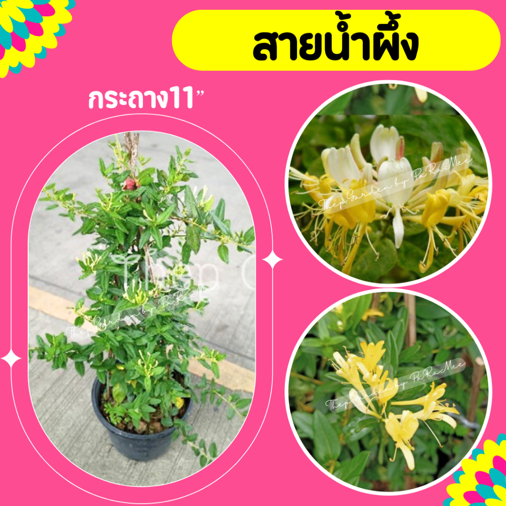 ต้นสายน้ำผึ้ง #สายน้ำผึ้ง กระถาง11"