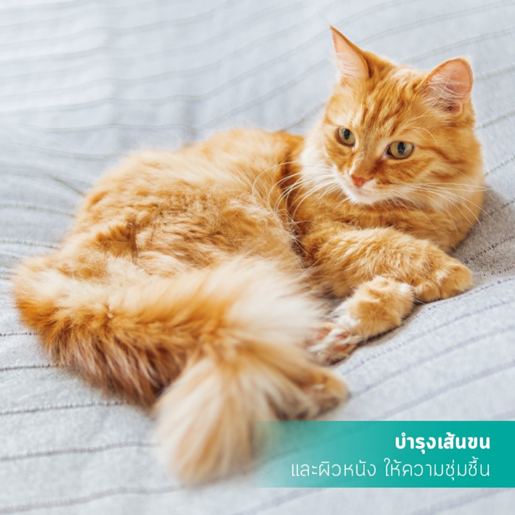 Kanivore น้ำมันปลาแซลมอน บำรุงผิวหนัง ขนาด 1000 ML - รูปที่ 2