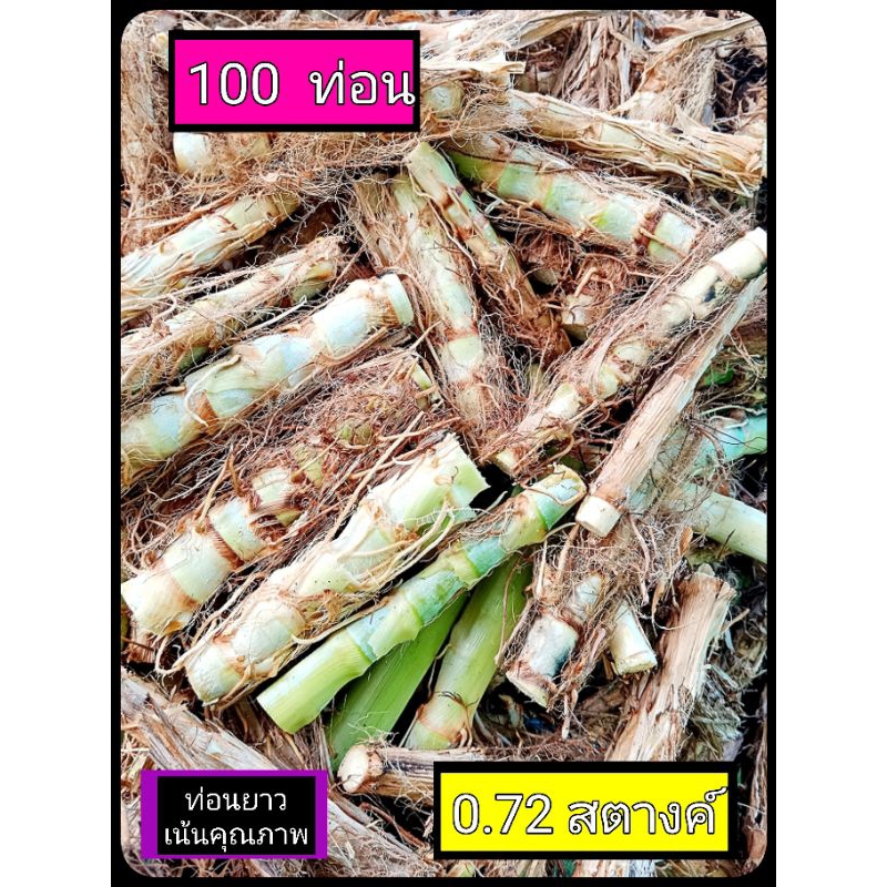 หญ้าหวานอิสราเอล ราคาถูก 100 ท่อน