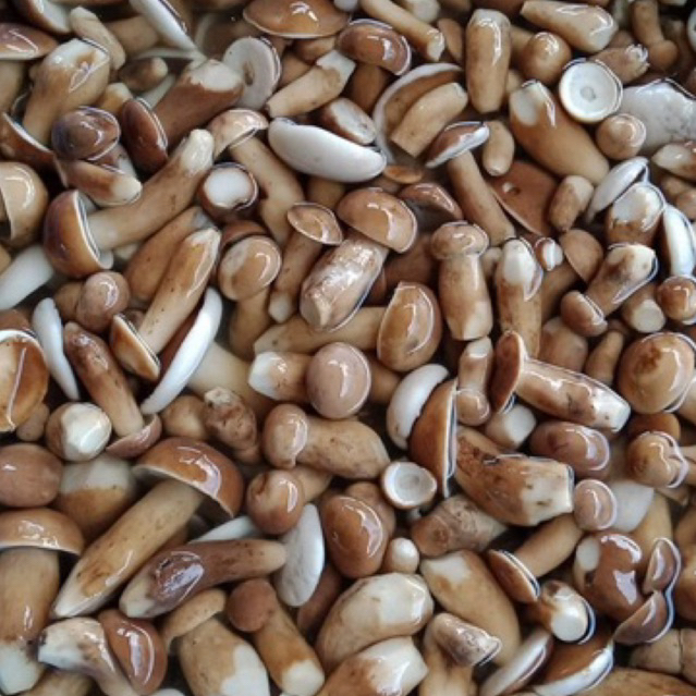 เห็ดผึ้งหลวง เห็ดเหม็ด เห็ดขม 500g150บาท