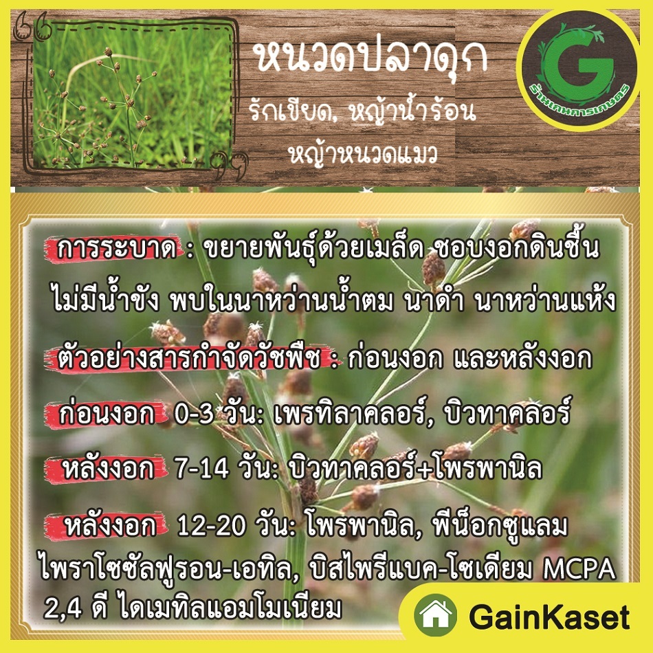 กำจัดหญ้า ไทโอเบนคาร์บ+โพรพานิล ขนาด 1ลิตร ข้าวไม่เหลือง ไม่งัน หญ้าข้าวนก ลิเก พุ่มพวง หางหมา กระดูกไก่ สลาง หญ้าดื้อ ราคา ถูกที่สุด ดีลบีเคเค แกลเลอรีภาพที่ 7