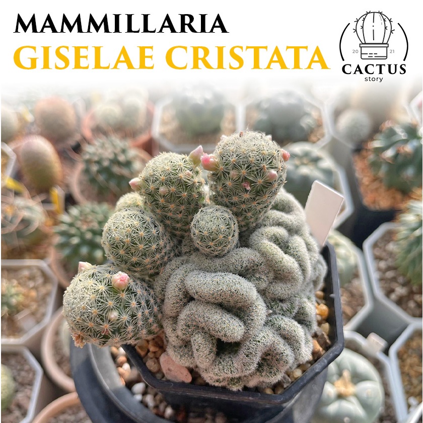Mammillaria Giselae Cristata (อัพเดท 15/11/2024)