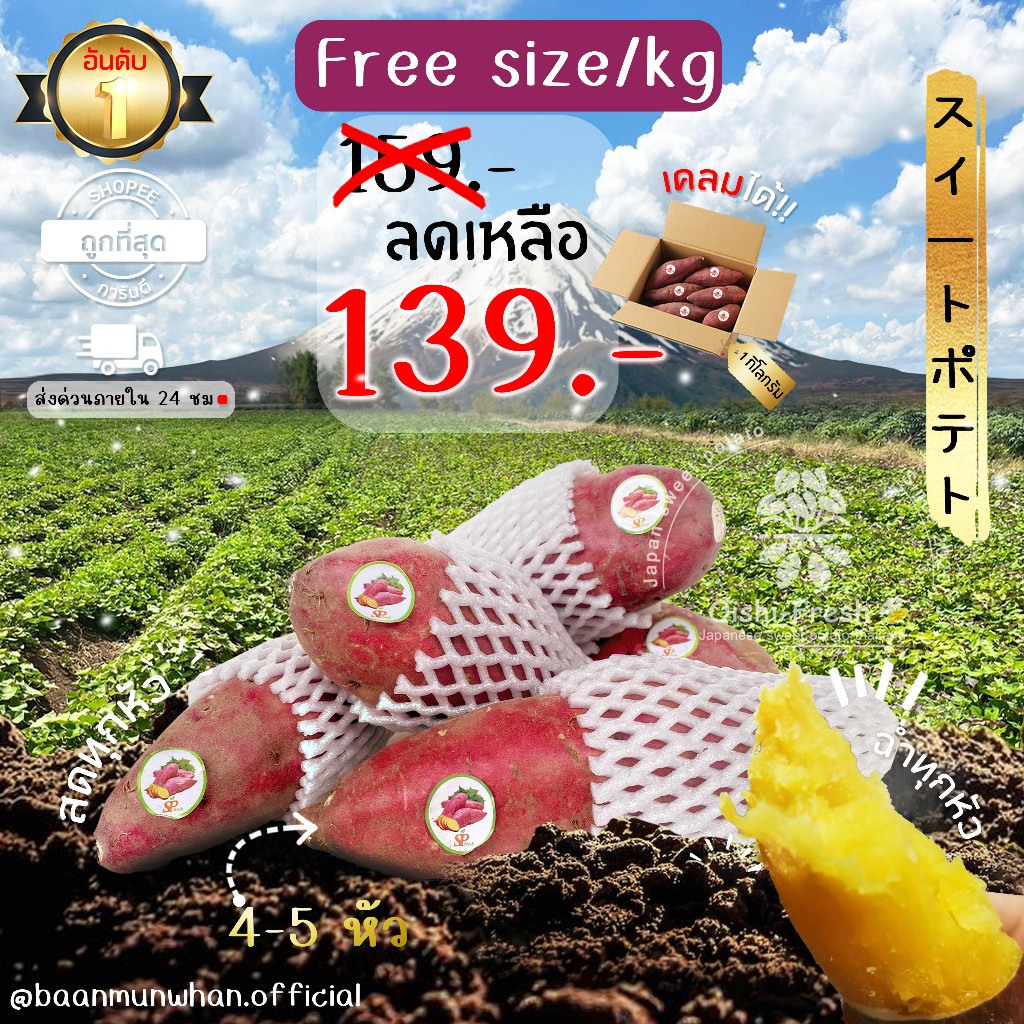 Oishi-Fresh มันหวานญี่ปุ่น SP fresh  Beni haruka Silk sweet เนื้อเหลือง หอมหวาน อร่อย 1 กก.จัดส่ง 24