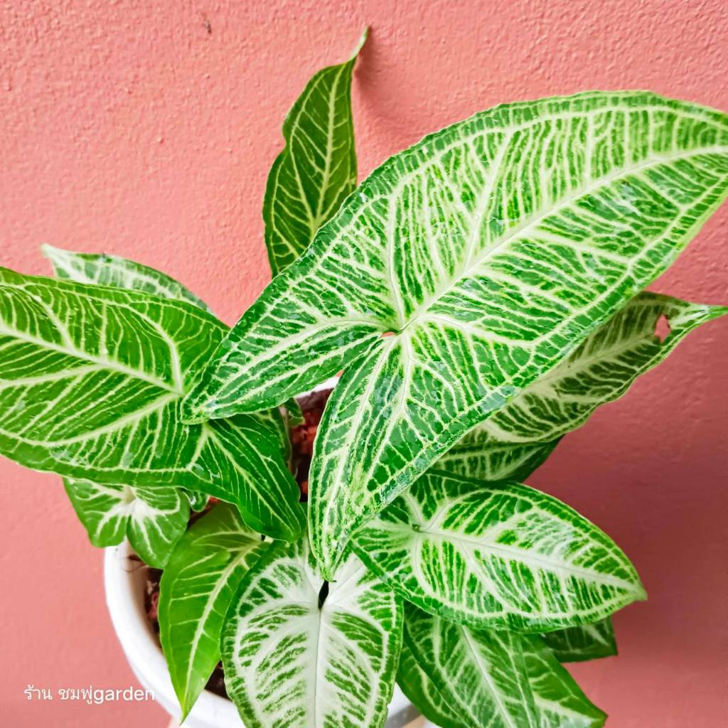 ออมลายกนก (ส่งพร้อมกระถาง)Syngonium Batik เลี้ยงน้ำได้ ไม้ฟอกอากาศ ต้นไม้ กระถาง6นิ้ว ราคา ถูกที่สุด ดีลบีเคเค แกลเลอรีภาพที่ 5