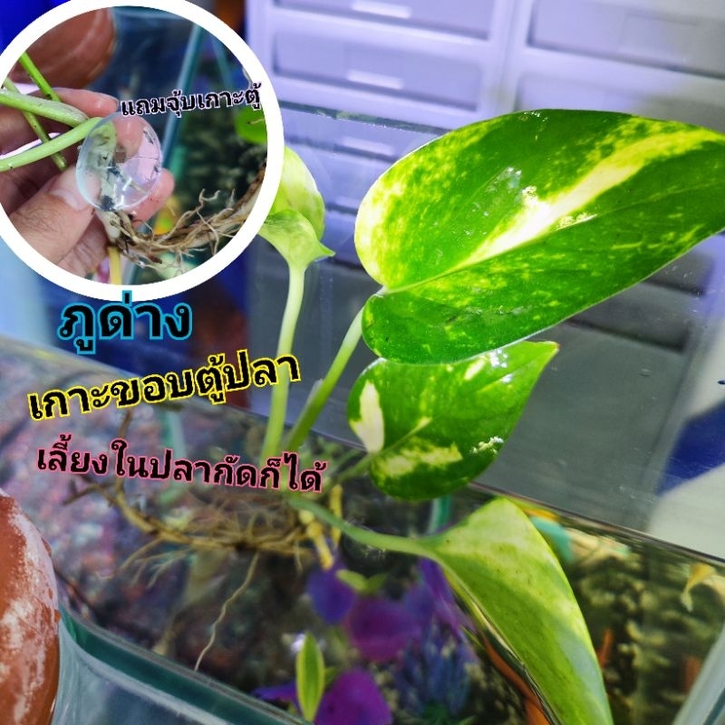 ภูด่าง เกาะขอบตู้ (แถมจุ๊บยาง) แถมภูด่าง1ต้น