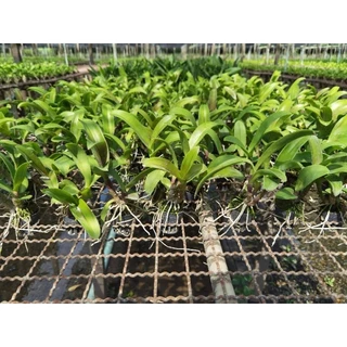 กล้วยไม้หวายกระถางหลากสี 1นิ้ว ราคาส่งจากสวน หลากสี pot plants