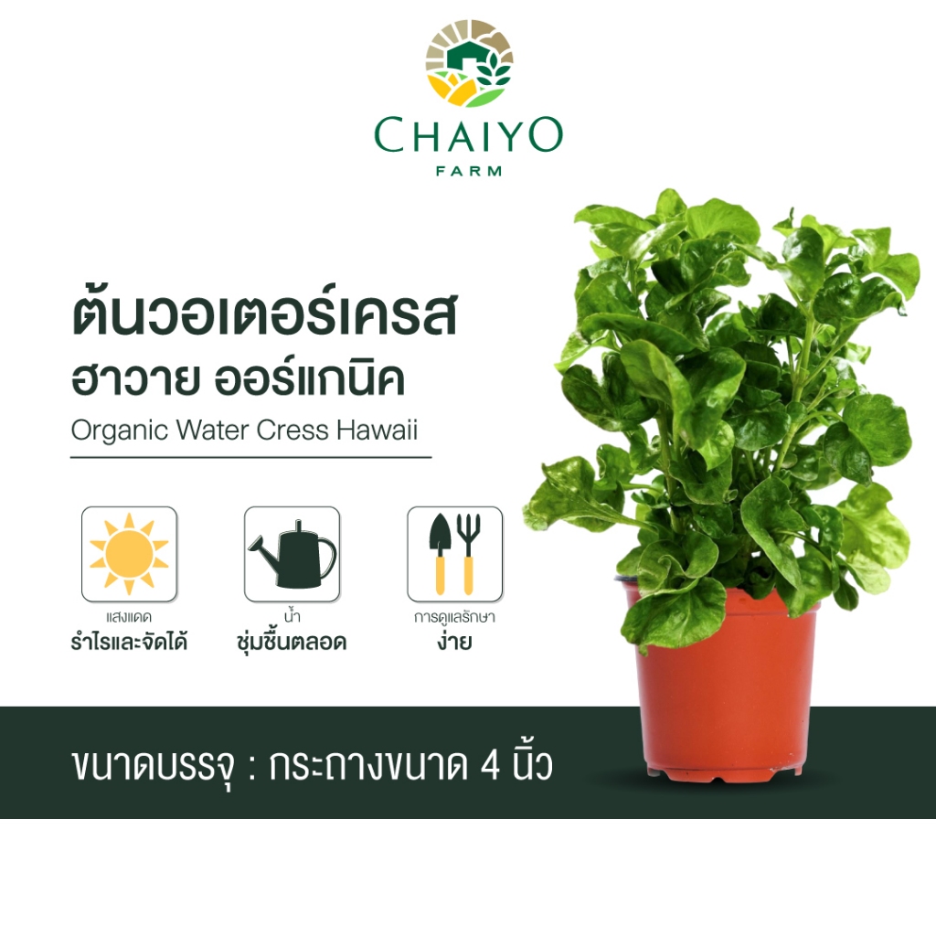 ต้นวอเตอร์เครสฮาวาย ออร์แกนิค Organic  Water Cress Hawaii กระถาง 4 นิ้ว และ 6 นิ้ว