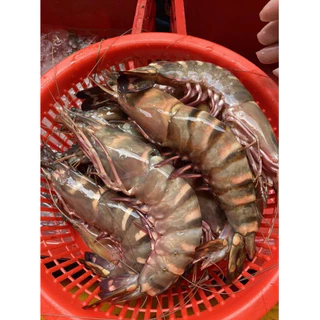กุ้งลายเสือ จัมโบ้ ถูกที่สุด ยอดขายกว่า 2500โล สดไม่ฟรีซจากเรือโดยตรง รีวิวเพียบ ไม่ผิดหวังแน่นอน