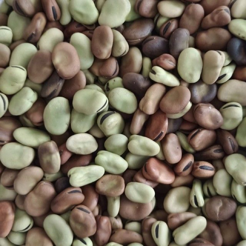 mala.shopeถั่วปากอ้าดิบ ขนาด 1kg ถั่วปากอ้าตากแห้ง 干蚕豆 蚕豆
