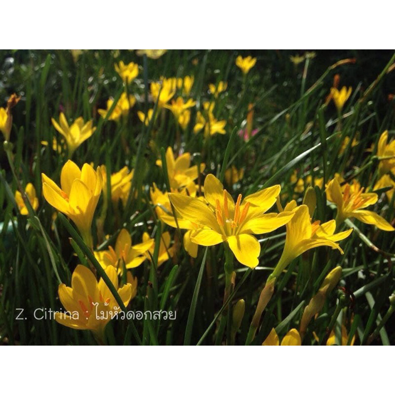 หัวบัวดินสีเหลืองขมิ้น