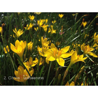 หัวบัวดินสีเหลืองขมิ้น