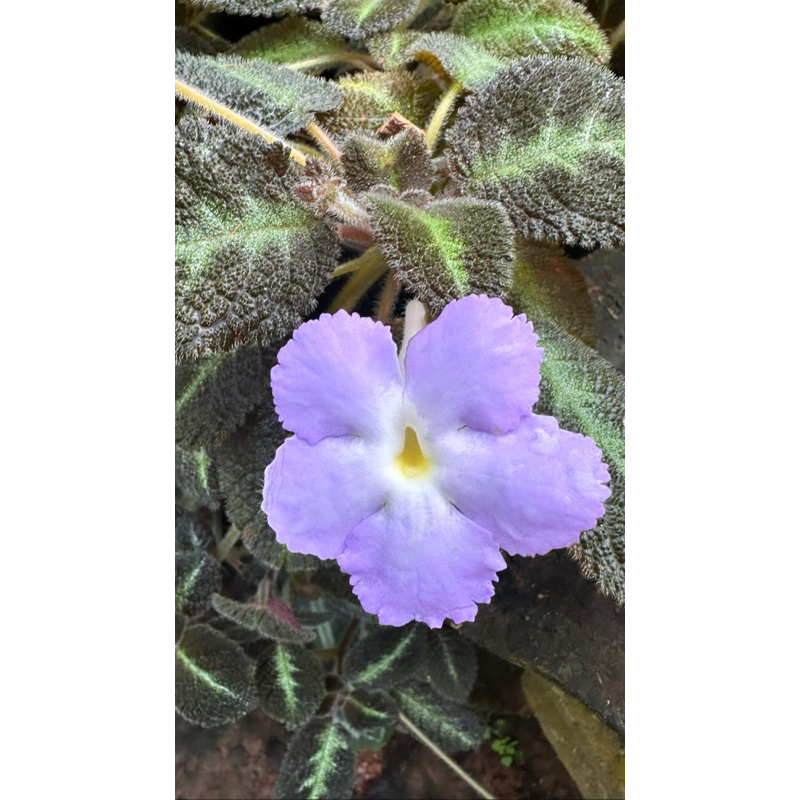 พรมญี่ปุ่น ม่วงบลูไนล์ Episcia Blue Nile ต้นไม้ ต้นพรมญี่ปุ่น
