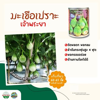 เมล็ดมะเขือเปราะ เจ้าพระยา eggplant ตราภูเขาทอง ขนาด50กรัมเม…