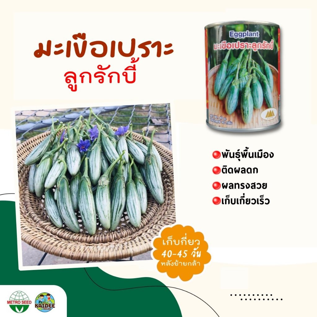 เมล็ดมะเขือเปราะลูกรักบี้ ตราภูเขาทอง ขนาด40กรัม Eggplant เมล็ดมะเขือเปราะ เมล็ดพันธุ์มะเขือเปราะ มะเขือเปราะ