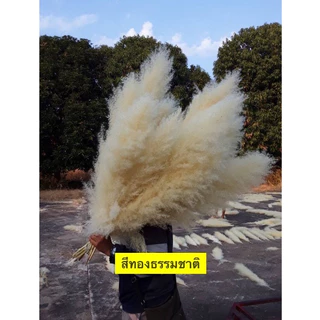 ดอกเลา(1กำได้10ก้าน) ดอกเลาขาวทองธรรมชาติ​ ดอกไม้จริง​ pampas​ ดอกหญ้าแห้ง​ หญ้าแห้ง มี3ไซส์S, M, L