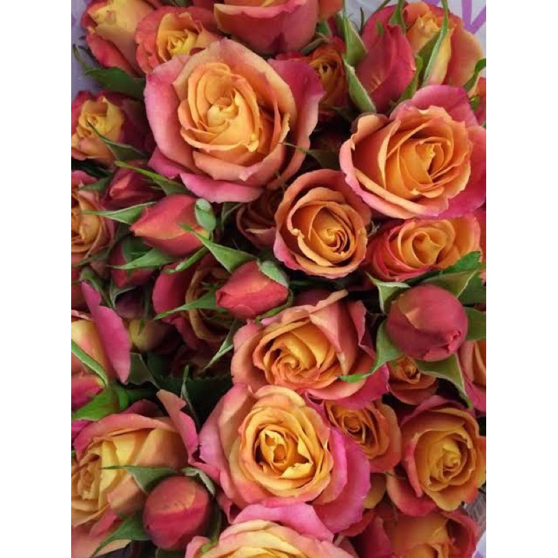กุหลาบ Sonora Rose กลีบดอกสองสีให้ดอกเป็นช่อ (ติดตูม) มีกลิ่นหอม
