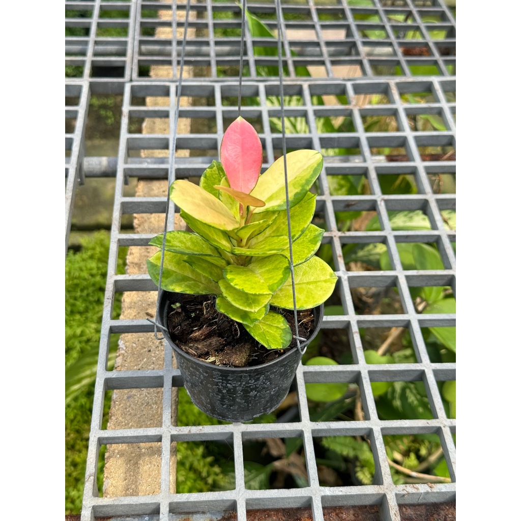 มุมมอง 7