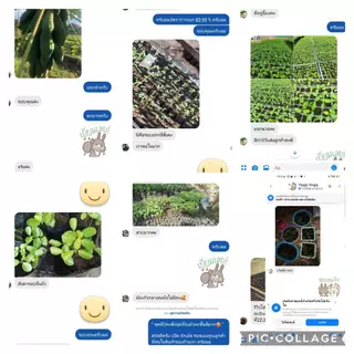 เมล็ดพันธุ์มะละกอ 100 เมล็ด ราคา 25 บาท ร้านนี้ถูกที่สุด!!!