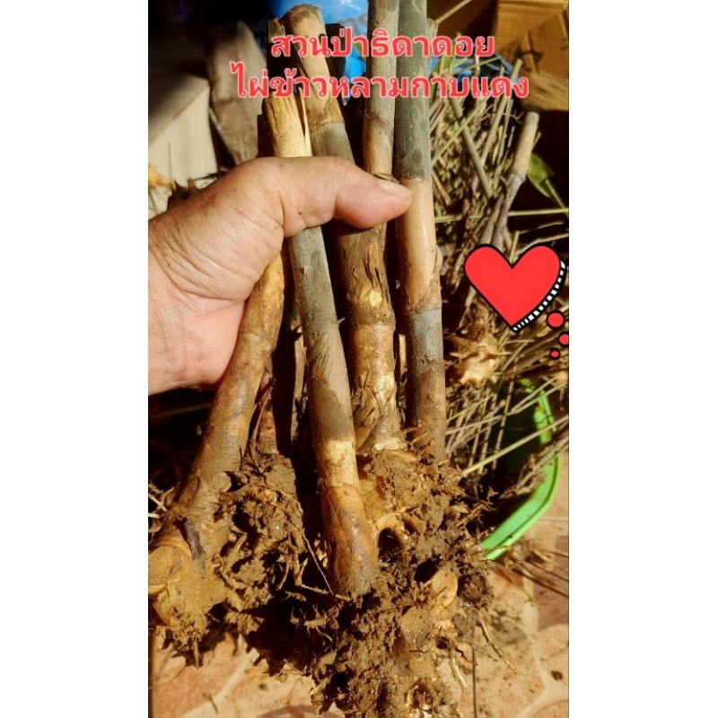 ต้นกล้าไผ่ข้าวหลามกาบแดง ขุดสด จัดชุด 10 เหง้า 199 บ สินค้าขายดี