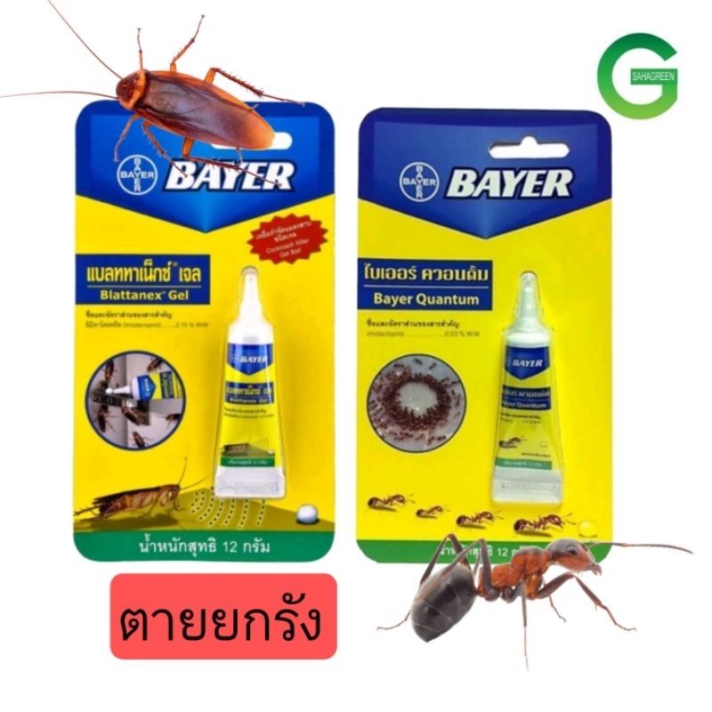 bayer quantum เจลกำจัดมด เจลกำจัดแมลงสาบ ไบเออร์ ควอนตั้ม 12ก