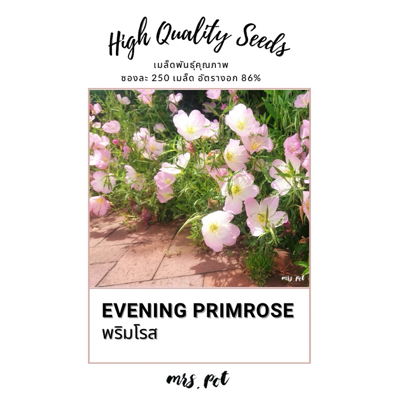 เมล็ด Evening Primrose Showy