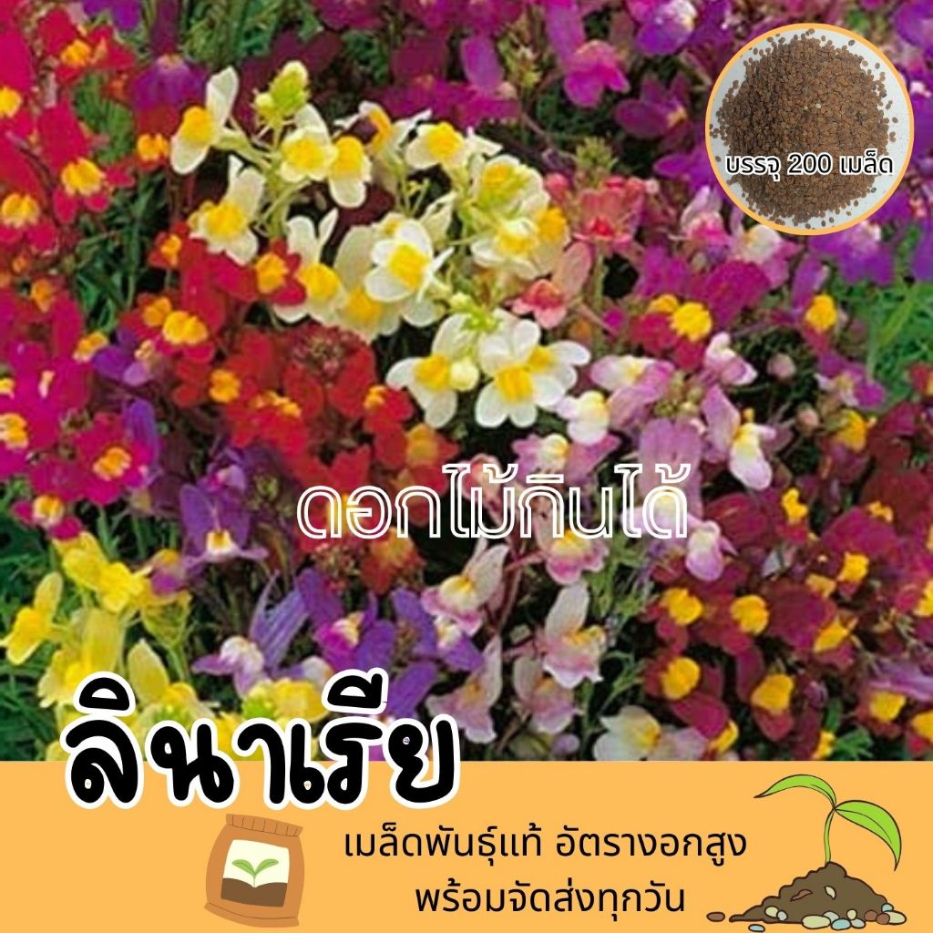 ดอกไม้กินได้ 5แถม1 เมล็ดดอกลินาเรีย (Linaria Maroccana Seed) เมล็ดพันธุ์แท้ เก็บเมล็ดปลูกต่อได้